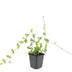 24x Vinca minor 'Blue and Gold' - ↕10-25cm - Ø9cm Bild 2