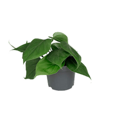 Philodendron Scandens Kletterpflanze - Pflegeleicht & Herzblatt