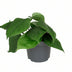 Philodendron Scandens Kletterpflanze - Pflegeleicht & Herzblatt Bild 1