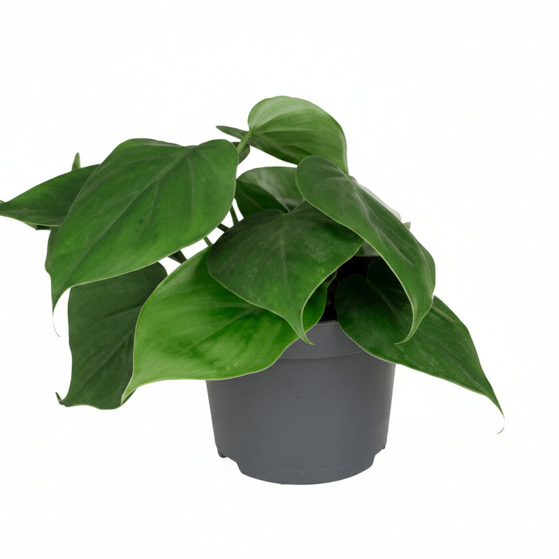Philodendron Scandens Kletterpflanze - Pflegeleicht & Herzblatt