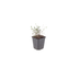 60x Thymus vulgaris (Common Thyme), 10-25cm high, 9cm pot Bild 2