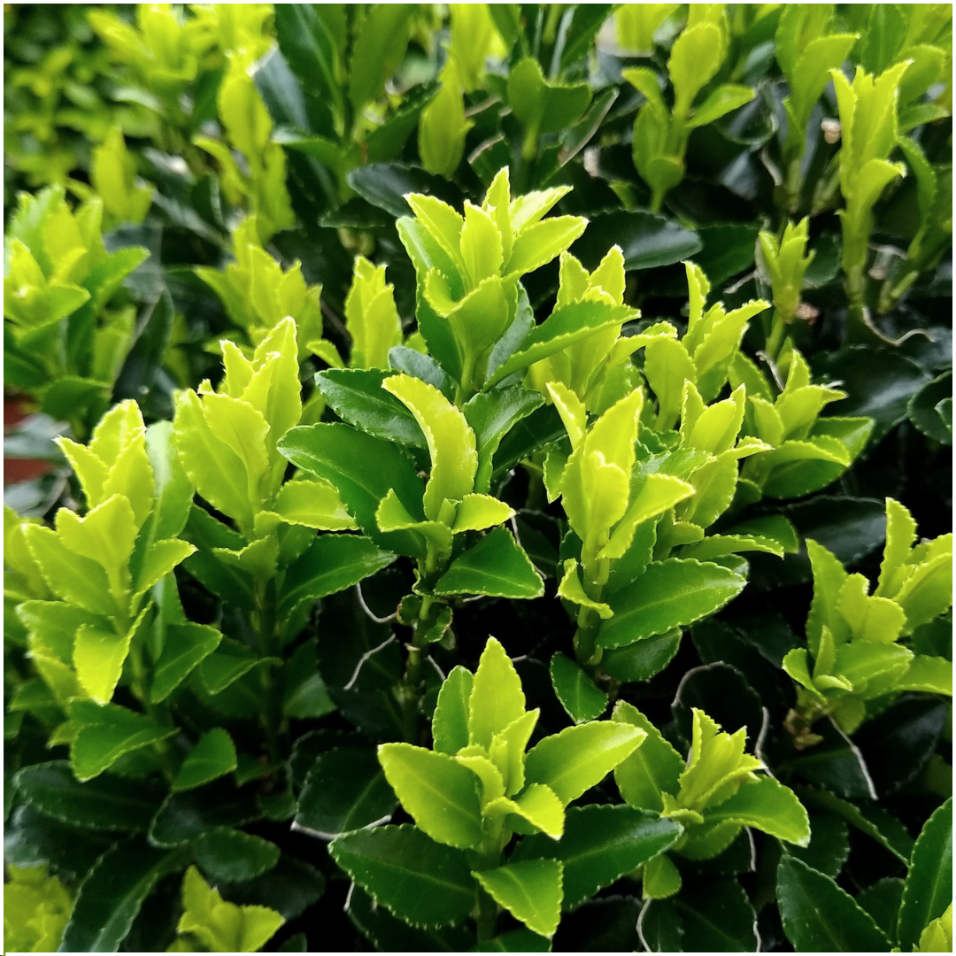 12x Euonymus 'Green Spire' 7cm Topf, 15cm Höhe - Vertikale Gartengestaltung