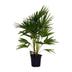 Livistona Chinensis Palme Ø24cm - 100cm hoch Bild 1