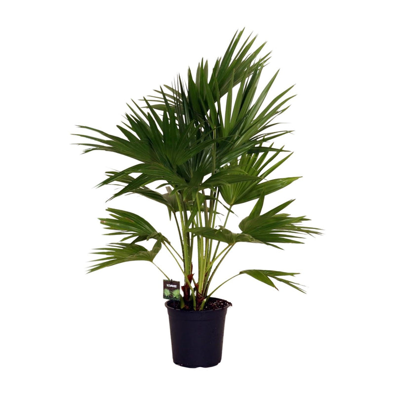 Livistona Chinensis Palme Ø24cm - 100cm hoch