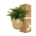 Asplenium Parvati im Topf ELHO Vibes Fold 14 cm gelb - Luftreinigend Bild 4