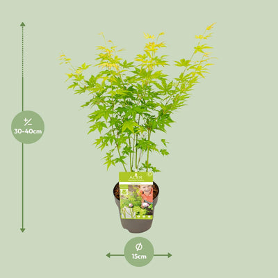 Acer palmatum 'Going Green' - Japanischer Ahorn, Ø15cm, 30cm hoch