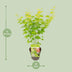 Acer palmatum 'Going Green' - Japanischer Ahorn, Ø15cm, 30cm hoch Bild 2
