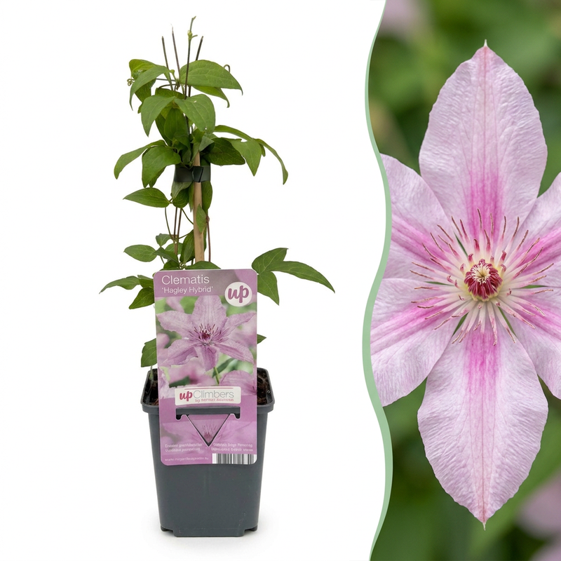 6x Clematis Hagley Hybrid - Waldrebe Hagley Hybrid - Rosa - Kletterpflanze - Ø9cm - ↕35cm