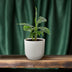 Musa Tropicana Banana Tree, 12cm pot, approx. 27cm height Bild 3