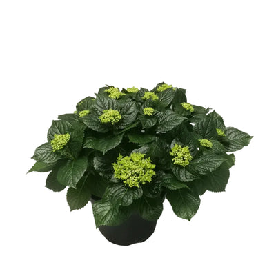Hydrangea Early Blue - Große Blaue Bauernhortensie im Ø23cm Topf