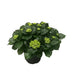 Hydrangea Early Blue - Große Blaue Bauernhortensie im Ø23cm Topf Bild 1