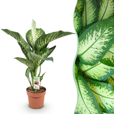 Dieffenbachia Tropic Snow Zimmerpflanze im 21cm Topf, 90-100cm