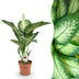 Dieffenbachia Tropic Snow Zimmerpflanze im 21cm Topf, 90-100cm Bild 1