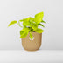 Epipremnum Pinnatum Golden Pothos in Topf ELHO 14cm gelb Bild 6