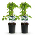 GreenboutiQ Clematis montana Grandiflora - Weiß, Frühblühend, Pflegeleicht Bild 2