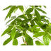 Pachira Aquatica: Elegant Money Tree in Basket (Ø21cm, 90-110cm) Bild 3