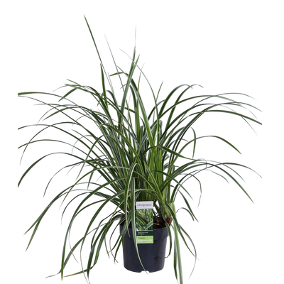 Carex morrowii 'Ice Dance' - Immergrünes Ziergras, Ø14cm, ↕30cm
