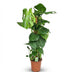 Monstera Deliciosa mit Moosstab - Pflegeleichte Zimmerpflanze, 90cm Bild 2
