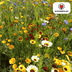 Wildflower Seed Mix – 100 gram | ± 30–50 m² Bild 6