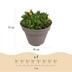 GreenboutiQ Bodendecker Delosperma Mix - 4 Pflanzen, winterhart Bild 3