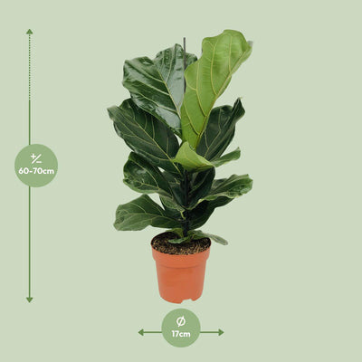 Ficus Lyrata Geigenfeige (Ø17cm, ↕75cm)