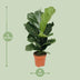 Ficus Lyrata Geigenfeige (Ø17cm, ↕75cm) Bild 2