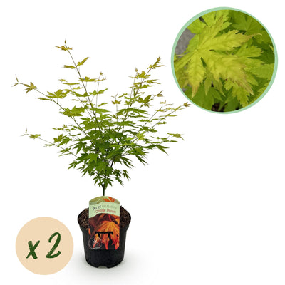 Japanischer Ahorn 'Orange Dream' - 2 Pflanzen - Topf 19cm - Höhe 70cm
