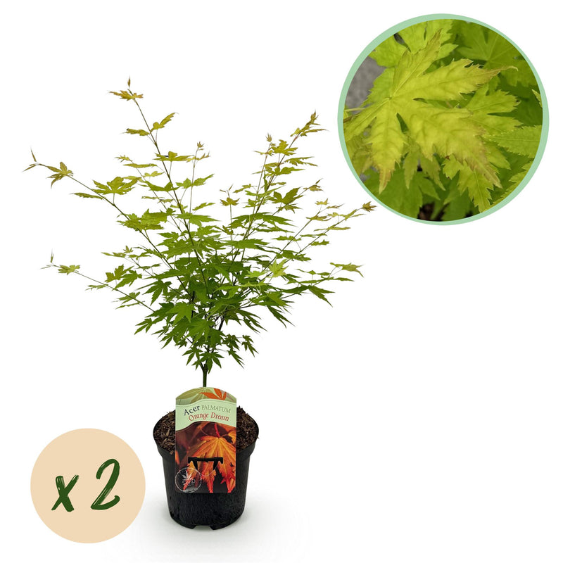 Japanischer Ahorn 'Orange Dream' - 2 Pflanzen - Topf 19cm - Höhe 70cm