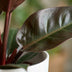 Philodendron Imperial Red - Red Houseplant with White Pot, 60cm Bild 4