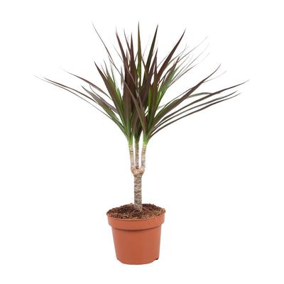 Dracaena Magenta – 50cm hoch, 12cm Topf – Pflegeleichte Zimmerpflanze