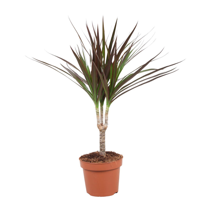 Dracaena Magenta – 50cm hoch, 12cm Topf – Pflegeleichte Zimmerpflanze