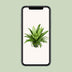 Asplenium Antiquum Osaka (Vogelnestfarn) - Ø23cm - ↕60cm Bild 5