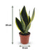 Green boutiQ - Sansevieria Future Superb - Bogenhanf - 1 Pflanze - mit Weißem Topf - Topf 12cm - Höhe - 35cm Bild 5