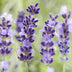 48x Lavendel 'Hidcote' - 10-25cm - Ø9cm Bild 5