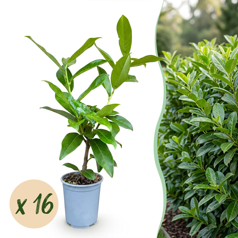 Green boutiQ - 16x Prunus laur. Novita - Lorbeer-Kirsche - Heckenpflanzen - Immergrün - Grün - Topf 9cm - Höhe 25-35cm
