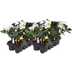 Helleborus niger ‘Christmas Carol’ – 12 Christrosen im Set (2 x Sixpack) Bild 2