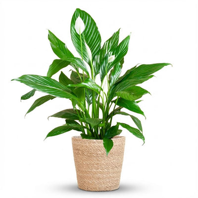 Einblatt 'Sweet Lauretta' Friedenslilie im Seegraskorb 80cm