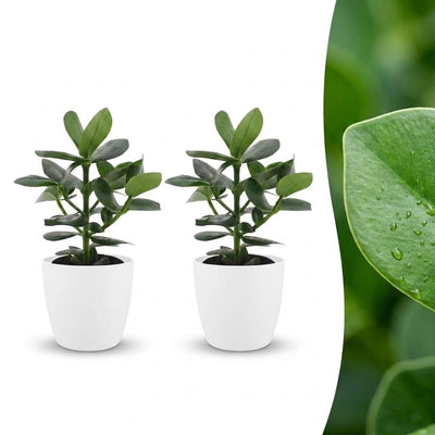 Green boutiQ - Clusia Princess - Clusia - 2 Plants - with White Pot - Pot 12cm - Height - 40cm