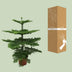 Araukarie (Araucaria heterophylla) - Ø21cm - 70cm hoch Bild 4