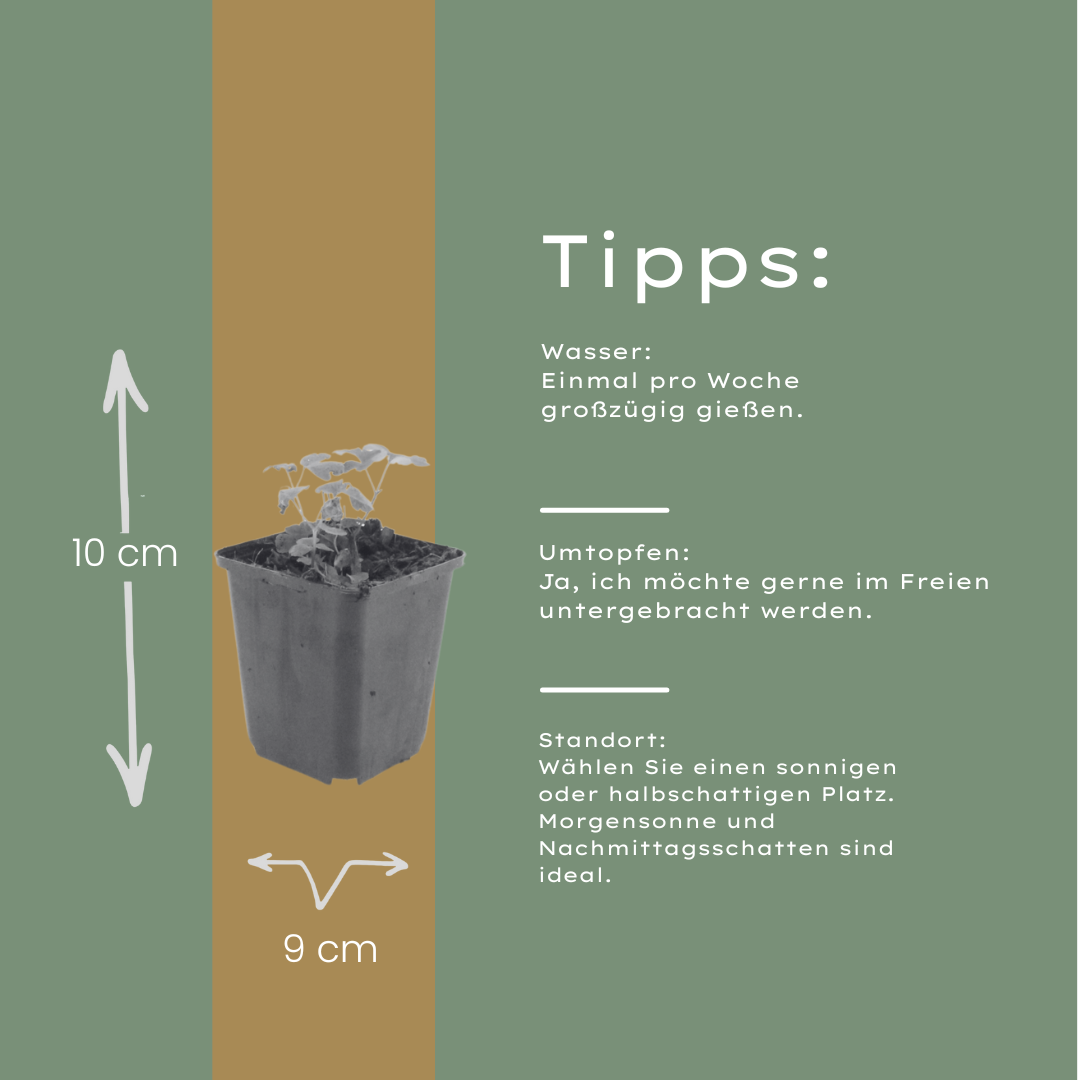 12x Aquilegia vulgaris, 10-25cm hoch, 9cm Topf