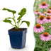 Green boutiQ - Staude - Echinacea purp. Magnus - Sonnenhut - Bienen- und Schmetterlingsanzieher - Rosa - 12 Pflanzen - Topf 11cm - Höhe 15-25cm Bild 1