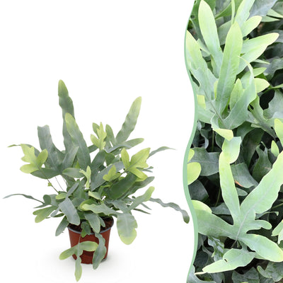 Phlebodium aureum 'Blue Star' Blaue Farn - Haustierfreundlich, Topf 12cm