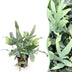 Phlebodium aureum 'Blue Star' Blaue Farn - Haustierfreundlich, Topf 12cm Bild 1