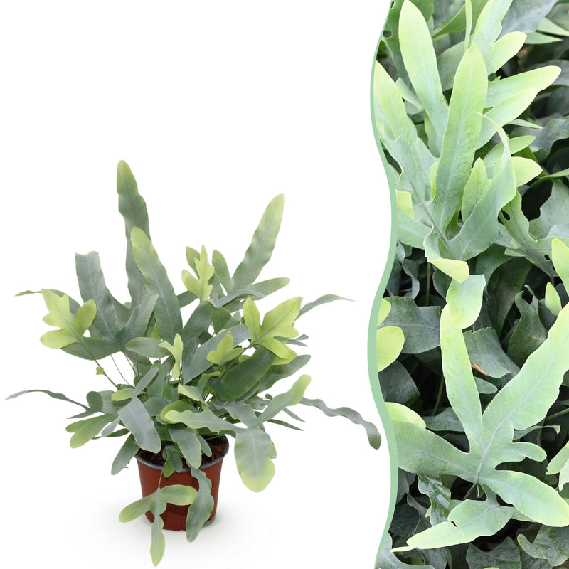 Phlebodium aureum 'Blue Star' Blaue Farn - Haustierfreundlich, Topf 12cm