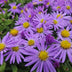 6x Aster 'Prof. Anton Kippenberg' - Lila Herbstblüher - 10-25cm Bild 5