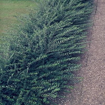 6x Lonicera pileata - ↕10-25cm - Ø9cm