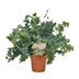 Phlebodium Davana Goldener Braun, Ø12cm, ↕35cm Bild 1