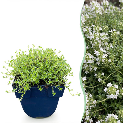 Green boutiQ - Perennials - Thymus praecox 'Albiflorus' - White Creeping Thyme - Fragrant - White - 1 Plant - 11cm Pot - Height 15-25cm