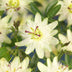 GreenboutiQ Passionsblume 'Avalanche' - Weiße Blüte, pflegeleicht, 2x Topf 11cm Bild 5