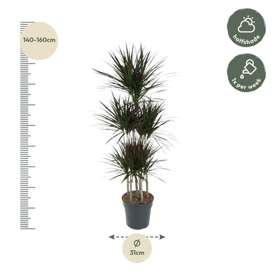 Dracaena Magenta Carrousel, 150cm, Topf Ø31cm